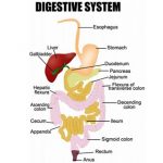 Gallbladder in the Digestive System
